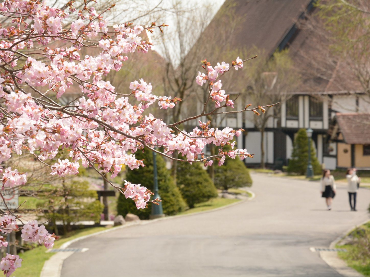 🌹 사토 배나무 과수원 로즈 가든(사토 리엔 로즈 가든) 이미지 8